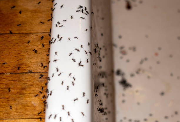 Glasgow, VA Pest Control Company