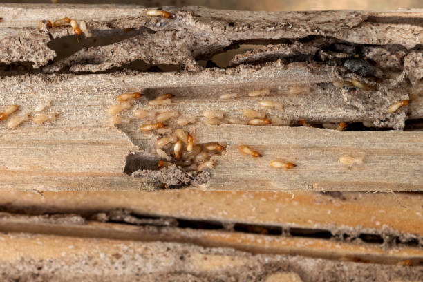 Best Termite Control Services  in Glasgow, VA